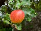 USA-Washington State Ripe apple hanging on tree limb Art Print